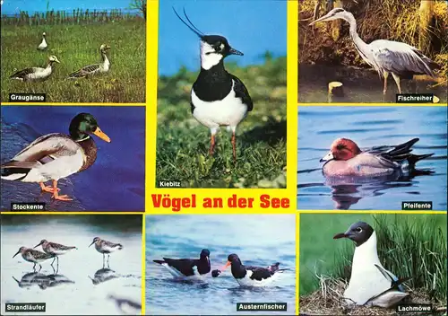 Ansichtskarte  Tiere - Vögel a.d. See, Gänse, Enten, Lachmöwe uvm. 1983