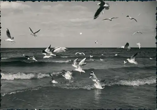 Ansichtskarte Sellin Strand, See Möwen 1956