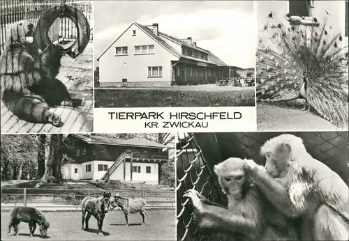 Voigtsgrün-Hirschfeld Tierpark Hirschfeld Kreis Zwickau DDR Pferde 1979