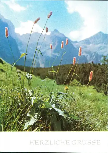 Ansichtskarte  Botanik :: Blumen Schlangenknöterich Hohe Tatra Tatry 1978