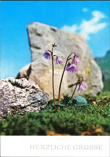 Ansichtskarte  Botanik :: Blumen - Alpenglöckchen Hohe Tatra 1978