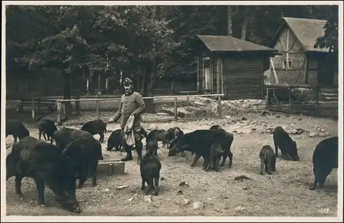 Ansichtskarte Moritzburg Fütterung der Wildschweine - Förster 1930