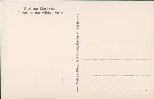 Ansichtskarte Moritzburg Fütterung der Wildschweine - Förster 1930