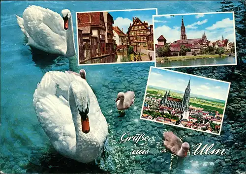 Ansichtskarte Ulm a. d. Donau Stadtansichten - Schwäne 1972