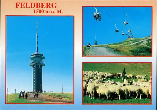 Ansichtskarte Feldberg (Schwarzwald) 3 Bild Schafherde, Turm, Sessellift 1988