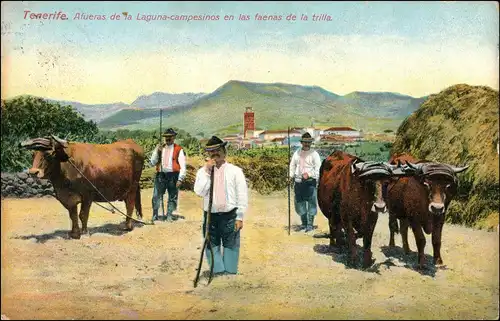 Teneriffa Tenerife. Afueras de Ya Laguna-campesinos  faenas de la trilla. 1910