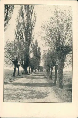 Ansichtskarte Waldow-Spreewaldheide Pappelallee 1925