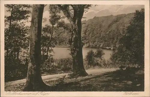 Ansichtskarte Stubbenkammer-Sassnitz Stubbenkammer - Wald 1926