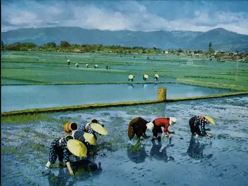 Postcard Japan Rice-planting farmers rice-seedlings paddy fields 1970
