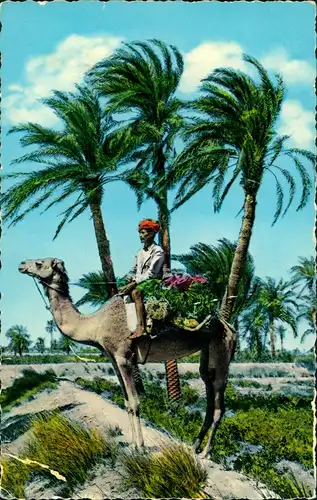 Postcard Aden عدن ADEN Camel among Palm Trees in Lahej 1960