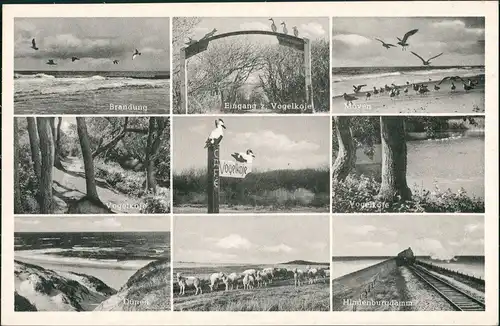 Gemeinde Sylt Tiere - Vögel Vogelkoje Mehrbild-AK 9 Foto-Ansichten 1955
