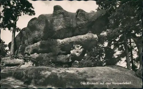 Ansichtskarte Jonsdorf Das Krokodil auf den Nonnenfelsen 1956