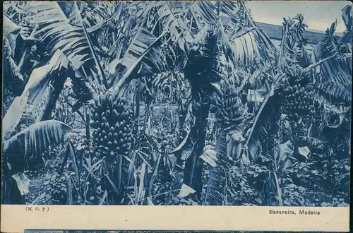 Postcard Funchal Bananenplantage Bananeira 1908