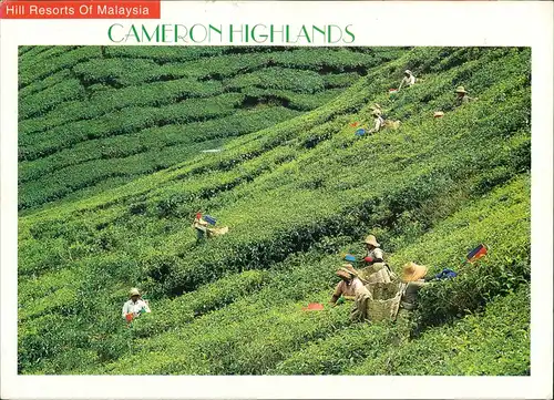 Malaysia (Allgemein) Hill Resorts Of Malaysia CAMERON HIGHLANDS 2004