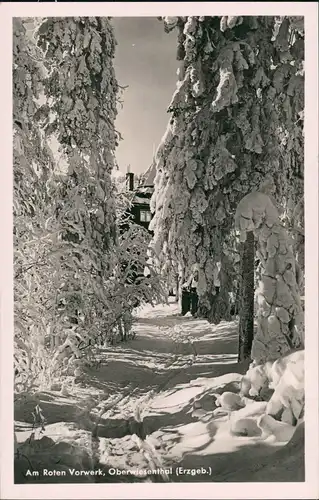 Oberwiesenthal Verschneite Wald-Partie Erzgebirge 1941  Stempel Oberwiesenthal