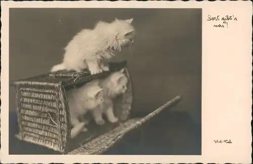 Ansichtskarte  Fotokunst Katzen Kätzchen da gibt es was 1930