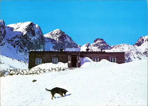 Vysoké Tatry Umland-Ansicht Berghütte im Schnee wühlender Hund 1970
