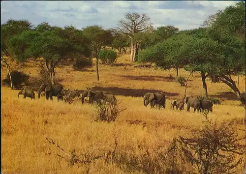 Tanzania National Park Elefanten Elephants Tanzania National Park 1975