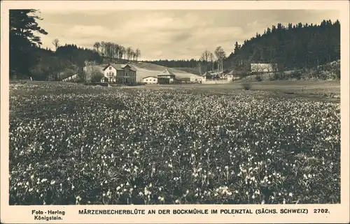 Polenz-Neustadt (Sachsen) Märzenbecherblüte an der Bockmühle im Polenztal 1955