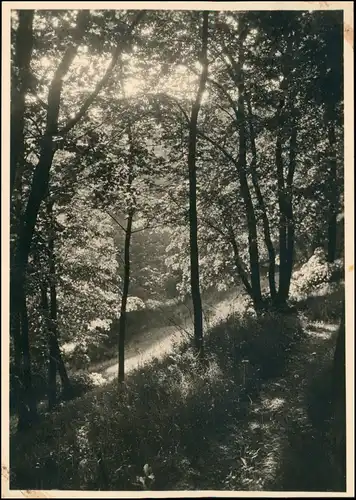 Danzig Gdańsk/Gduńsk Waldpartie - Lichtung 1926 Privatfoto Foto