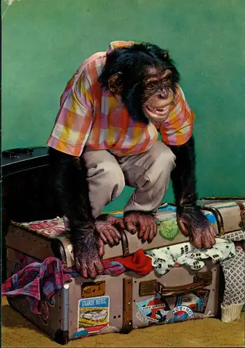 Ansichtskarte  Tiere - Affen Motiv-AK Affe (Monkey) auf Reisekoffer 1974