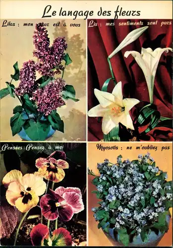 Le langage des fleurs/Blumen u. deren Bedeutung in der Blumen-Sprache 1973