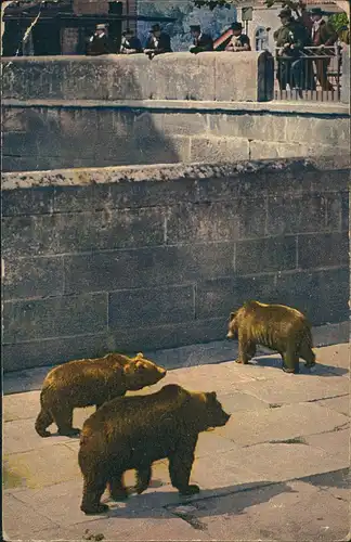 Ansichtskarte Bern Bärengraben 1913