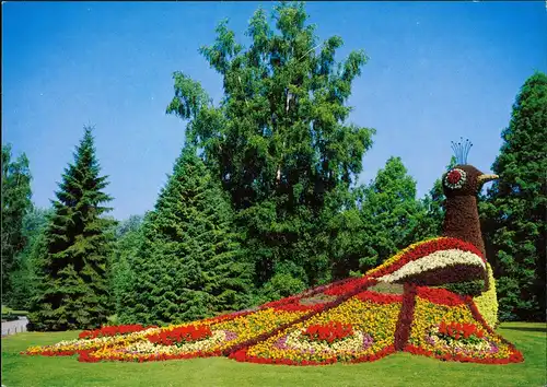 Ansichtskarte Mainau Blumenpfau im Kinderland 1990