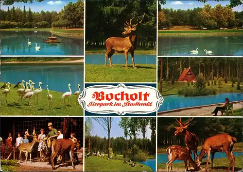 Bocholt (Westfalen) Tierpark (Zoo) Mehrbild-AK 8 Ansichten Tiere 1980