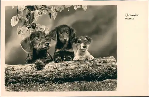 Ansichtskarte  Tiere - Hunde Frauchen kommt Hunde Fotokunst 1929