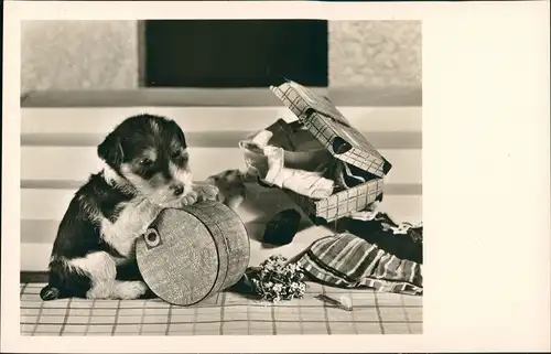 Ansichtskarte  Tiere - Hunde Hund Koffer Fotokunst 1929