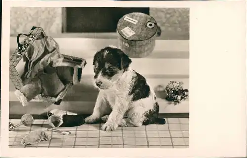 Ansichtskarte  Tiere - Hunde, Hund spielt mit Koffern 1929