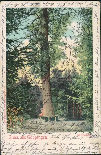 Ansichtskarte Göppingen Baum im Oberholz 1903