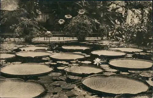Ansichtskarte Dahlem-Berlin Botanischer Garten Victoria regia Lindl 1932