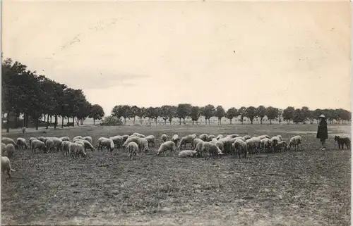 Stimmungsbild Natur Serie HAIDEBILDER Schaf Herde Landschaft 1900