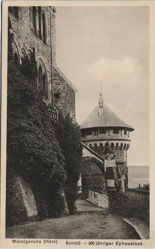 Ansichtskarte Wernigerode Schloss 800 jähriger Epheustock 1911