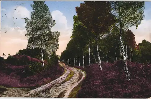 .Niedersachsen Lüneburger Heide Malerischer Birkenweg 1928   gel Stempel CELLE