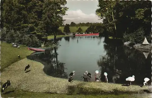 Ansichtskarte Brünninghausen-Dortmund Tierpark Vögel am Teich 1965
