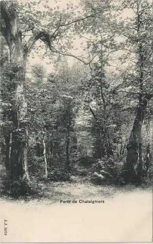 Ansichtskarte .Schweiz Schweiz Forêt de Chataigniers Haute Vienne 1911