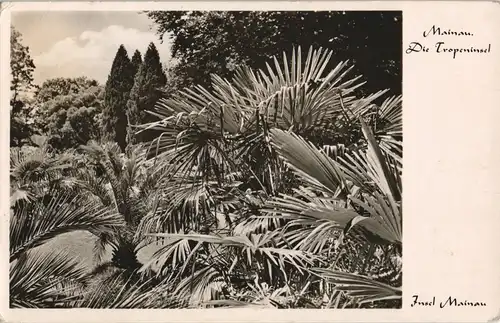 Ansichtskarte Konstanz Insel Mainau Palmen 1965