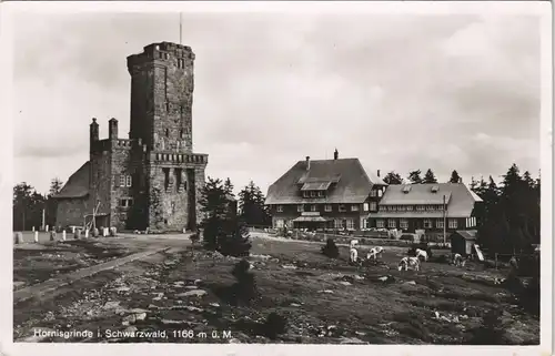 Ansichtskarte Achern Hornisgrinde (Berg) - Kühe 1933