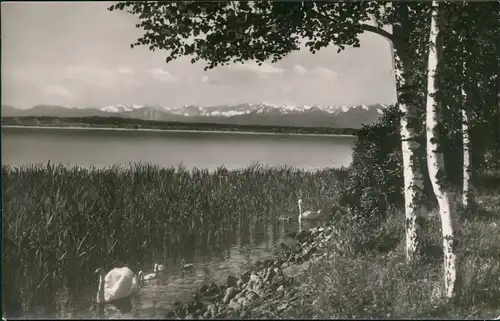 Ansichtskarte .Bayern Ammersee-Idyll gegen Karwendelkette/Obb. 1960