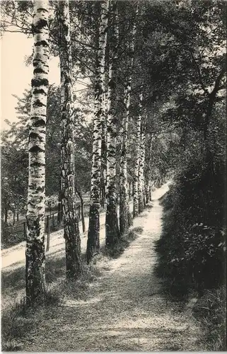 Ansichtskarte Leisnig Birkenallee im Lärchenwäldchen 1912