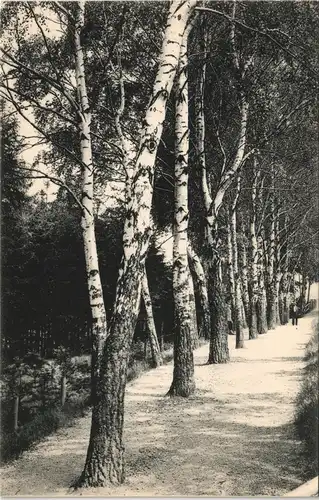 Ansichtskarte Leisnig Birkenallee im Lärchenwäldchen. 1913