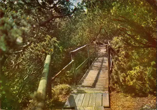 Zinnwald-Georgenfeld-Altenberg (Erzgebirge) Naturschutzgebiet  Hochmoor  1965