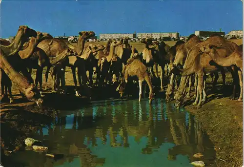 Beer Sheva בְּאֵר שֶׁבַע באר-שבע - גמלים ליד מקוה מים/  Kamel  Israel AK 1975