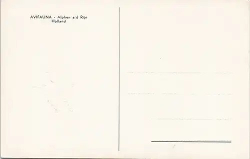 Postkaart .Niederlande AVIFAUNA - Alphen ad Rijn Holland 1960
