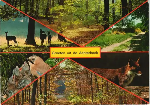 .Niederlande Groeten uit de Achterhoek, Waldtiere, Fuchs Vögel Rehe 1987