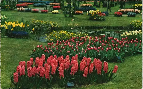 .Niederlande DE BLOEMENVELDEN IN BLOEI Blumen & Pflanzen Holland 1961