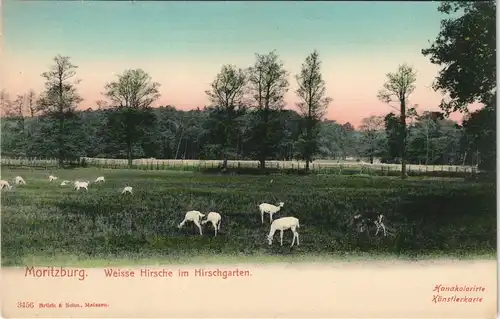 Ansichtskarte Moritzburg Weisse Hirsche Hirschgarten Handcoloriert 1909
